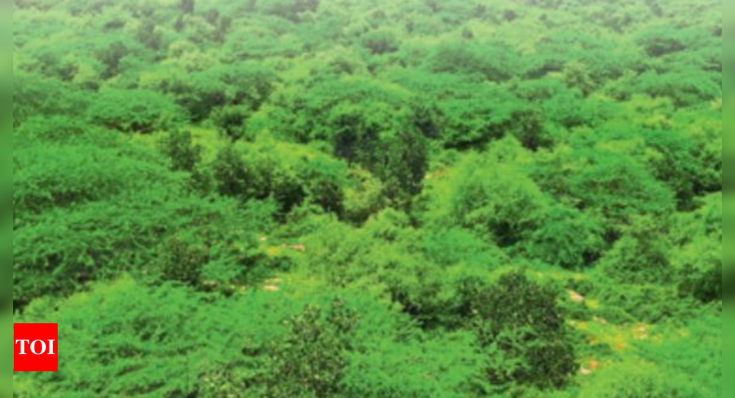 A year without plantations for trees & greenery lost? | Gurgaon News - Times of India