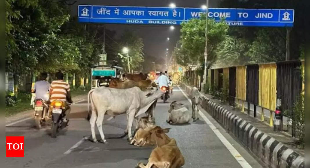 Accidents due to stray cattle in Haryana: Jind native seeks FIR against 'gaushala' owners | Gurgaon News - Times of India