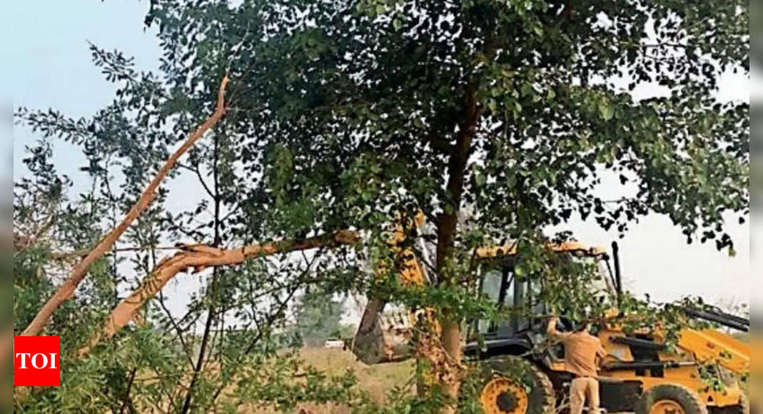 Leopard Corridor in Gurgaon: Over a Dozen Trees Felled and Acres Cleared | Gurgaon News - Times of India