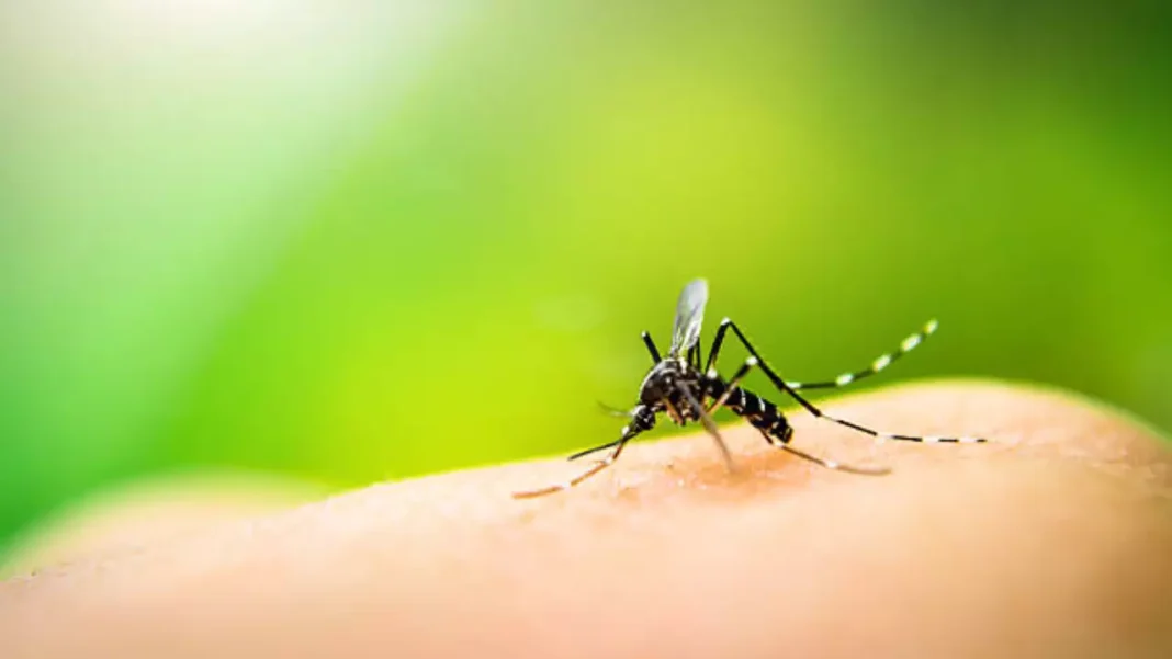 Gurgaon has 100 cases of dengue; fast fever survey expands to more locations